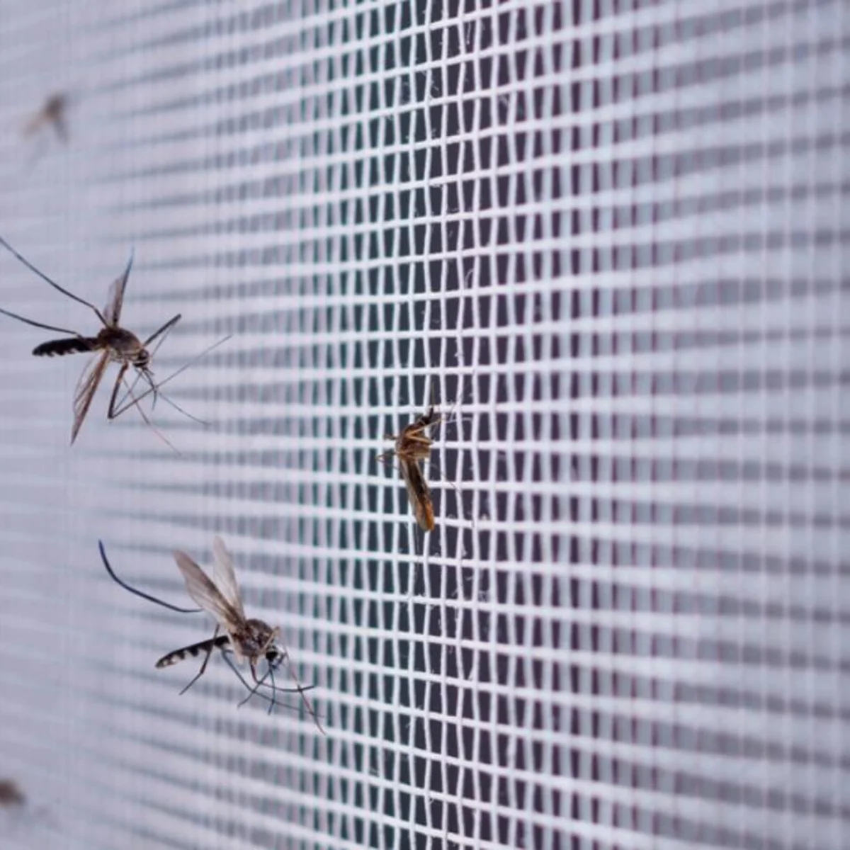 Malla Anti-insectos